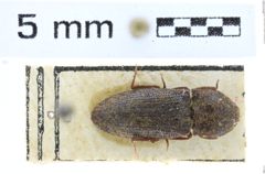 Foto (Dorsalansicht) von Agrypnus maculatus (Schwarz, 1905) (NHMW-ZOO-COL-0008109)